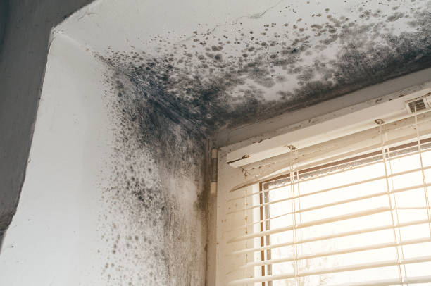 Affordable Mold Removal solutions in Yorktown, TX