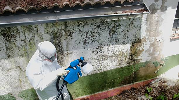 Top rated local Mold Removal specialists in Yorktown, TX